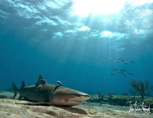 A little nap time at Tiger Beach - This Lemon Shark takes... by Steven Anderson 